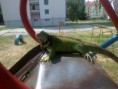 /album/leguan-feri-a-mala/feri-na-suchacke-jpg/